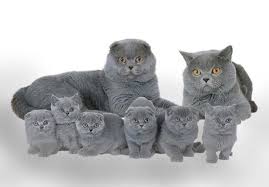 The males are bigger than the females, of course, and also more mature. Blue Fold And British Adults With Scottish Fold And Scottish Shorthair Kittens Beautiful Cats Cute Cats And Kittens Scottish Fold Kittens