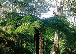 Image result for Cyathea cf. humilis