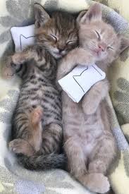 Miniature Dollhouse Cat Bed Pillows Kittens Cutest Cat Lovers Cute Animals