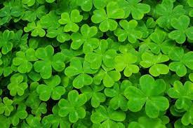 Schue Love Green With Envy Shamrock Plant St Patrick Shamrock