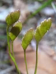 Image result for Schizaea pectinata
