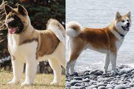 What Are The Differences Between A Japanese Akita Inu And An American Akita Spitzpedia
