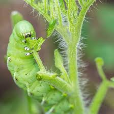 Check spelling or type a new query. Guide To Organic Pesticides Organic Gardening Mother Earth News
