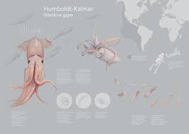Viele informationen über die verbreitung der art liegen nur über die analyse solcher schnäbel im mageninhalt, die anhand ihrer form bis zur art bestimmbar sind, vor. R Qvihfzviiwnm