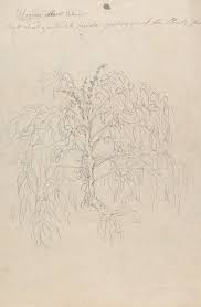 Image result for Peponium vogelii