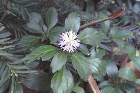 Image result for Pachycarpus firmus