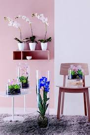 Flash économique | restaurant l'orchidée de la malbaie. Epingle Sur Plantes D Interieur