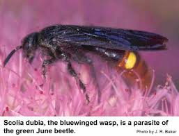 Native wasps, including paper wasps, are considered beneficial because they assist in pollination by feeding on nectar, and they control pest populations, such as caterpillars, by feeding them to their larvae. Blue Winged Wasp Nc State Extension Publications