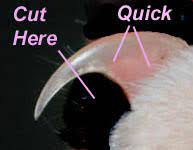 Turn a human nail clipper sideways to cut the cat's nail. How To Trim Your Cat S Claws Purrfectpost Com