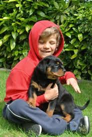 Blake (male) this little boy is such a joy. Rottweiler Puppies Windham Us En Oc2o