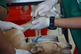 Jill williamson, the first boarded emergency and critical care specialist. 5 Best Veterinarians In San Francisco
