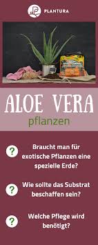 Pflege ihrer aloe vera pflanze. Sukkulenten Vermehren Pflegen Pflanzen Plantura Pflanzen Aloe Vera Pflanze Pflege Exotische Pflanzen