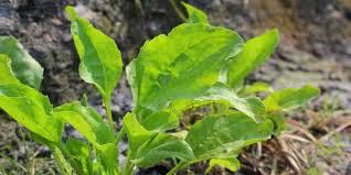Cuma yang merosakkan nama daun ketum ini ialah individu yang sudah mencampur daun ketum dengan pelbagai bahan yang merbahaya seperti ubat gegat, ridsect, ubat batuk dan sebagainya lalu menjadikan air ketum itu air untuk melepaskan ketagihan. Resep Herbal Bronkitis Untuk Redam Batuk Sesak Napas Dan Gejala Lainnya Deherba Com