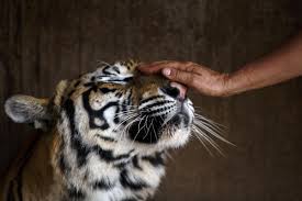 1.tiger population's have declined dramatically over the last 100 year's almost ninety seven percent. International Tiger Day 2016 Quotes And Slogans To Celebrate The Day Ibtimes India