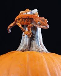 Think of stalactites and stalagmites: Crested Gecko Morphs Guide Pangea Reptile