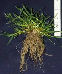 Image result for Poa