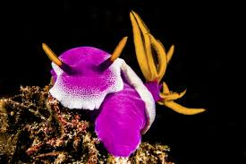 Kết quả hình ảnh cho sên biển