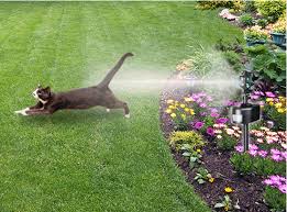 How To Keep Cats Out Of Your Garden The Cheap Vegetable Gardener Cat Garden Garden Garden Pests