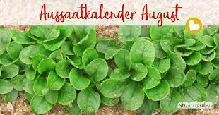 Blick auf dem gemüse, kräuter und blumen, die sie müssen samen in den monat august zu säen! Aussaatkalender Fur August Gemuse Krauter Und Blumen Aussaen