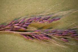 Image result for Melinis minutiflora