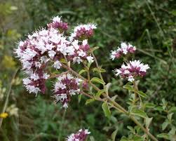 Image result for Origanum