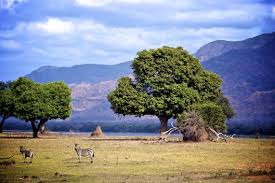 Africa S Eden Mana Pools National Park National Parks Unesco World Heritage Site Natural Landmarks