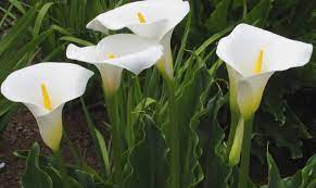 Lift calla rhizomes in fall after the foliage turns brown and pulls away from the roots easily. Everything You Need To Know About Calla Lilies