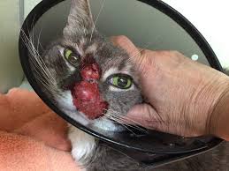 Pemphigus foliaceus is a rare autoimmune disease in cats accounting for less than 1% of the author's skin cases. Feline Herpes Virus Causes Symptoms Treatment Northeast Veterinary Dermatology Specialists