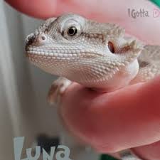 Buy in store and online with free delivery options available. I Gotta Dragon Reptile Pet Store 27 Photos Facebook