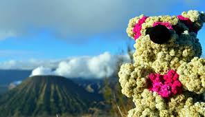 Edelweis bisa dilihat di jalur pendakian selo, dari. Deretan Kasus Pemetikan Edelweis Jangan Sampai Ditiru Ya