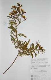 Image result for Kotschya