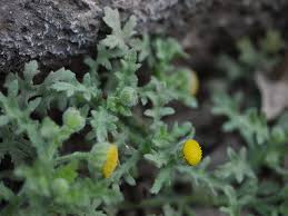 Image result for Grangea