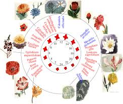 Features smooth leaves and tall spikes of purple and white flowers. 12 Between 1 O Clock And 24 O Clock Flowers Open O Names Red Or Download Scientific Diagram