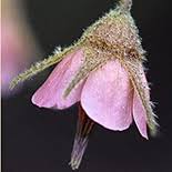 Image result for Hermannia boraginiflora