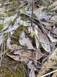 Image result for Wurmbea angustifolia