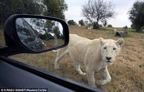 Image result for lion rips woman's arm off in her car and Africa