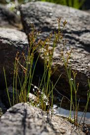 Image result for Juncaceae