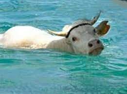 We did not find results for: C E Una Mucca In Mare I Vigili Del Fuoco La Salvano Dopo Tre Ore Normanno Com