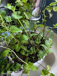 Grow spearmint and peppermint indoors segment on the home & family show on the hallmark channel. How To Grow Mint Indoors 3 Growing Methods For Year Round Harvests