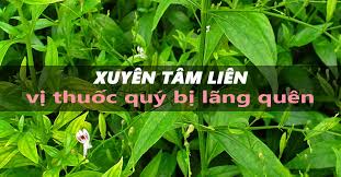 Xuyên tâm liên là thảo dược gì, sử dụng như thế nào? 9 Tac Dá»¥ng Cá»§a Xuyen Tam Lien Va 3 LÆ°u Y Khi Sá»­ Dá»¥ng