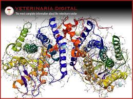 A protease is a general term for any enzyme that breaks down proteins. Protease Enzymes Veterinaria Digital