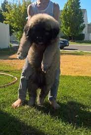 Caucasian Shepherd Dog Puppy For Sale In Kuna Id Adn 40766 On Puppyfinder Com Gender Male Age 11 Wee Caucasian Shepherd Dog Caucasian Shepherd Dog Clothes