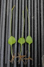 Image result for Ophioglossum reticulatum