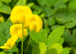 Get the best deal for loam perennial neutral seeds & bulbs from the largest online selection at ebay.com. What Are Perennial Peanuts Benefits Of Using Perennial Peanut For Ground Cover