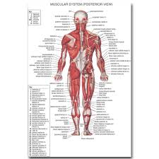 The ear contains the smallest muscles in the body alongside the smallest bones. Human Anatomy Muscles System Art Silk Cloth Poster Print 13x20 24x36 Inch Body Map Pictures For Medical Education 008 Poster Print Cloth Posterprints Pictures Aliexpress