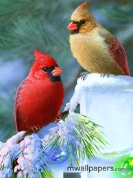 Small Birds That Look Like Cardinals Birds Hd Wallpaper 318 Bird Cute Birds Bird Wallpaper Beautiful Birds Bird Pictures