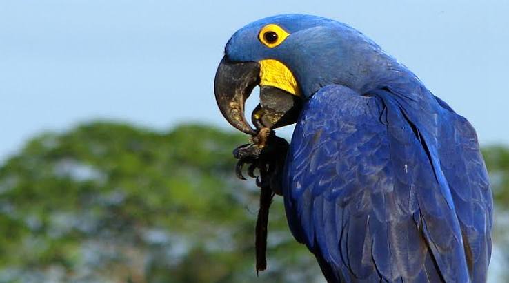 A arara-azul (Anodorhynchus hyacinthinus), a maior arara do mundo, est&aacute; amea&ccedil;ada pelo desmatamento, mas gra&ccedil;as aos esfor&ccedil;os do Projeto Arara Azul no Pantanal, a esp&eacute;cie saiu da Lista de Esp&eacute;cies da Fauna
