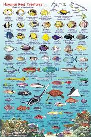 true guam fish chart 2019