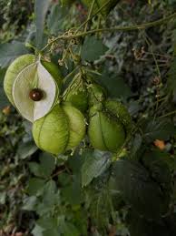 Image result for Sapindaceae
