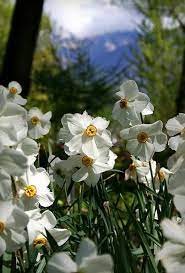 Narcissus Poeticus In Bloom Locarno Canton Of Ticino Switzerland Daffodils Amazing Flowers Flower Beauty
